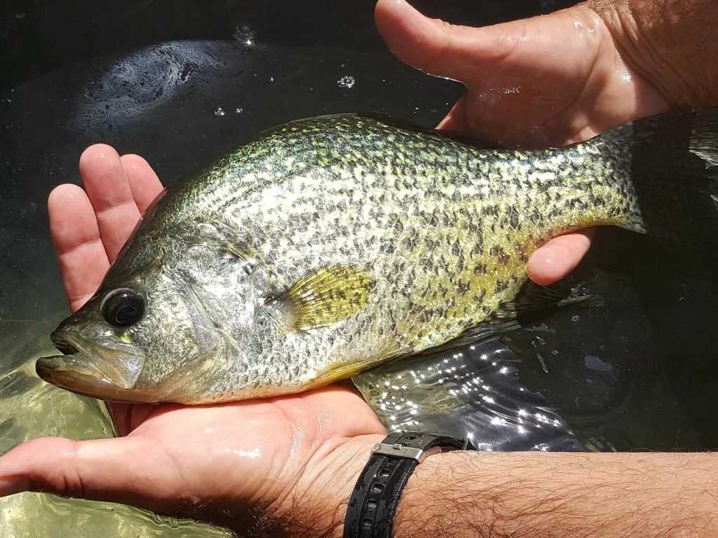 9 Best Michigan Crappie Fishing Lakes (2024 Updated)