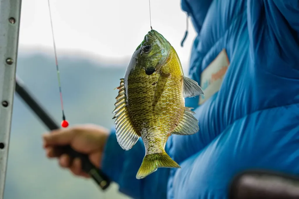 crappie fishing how to crappie fishing