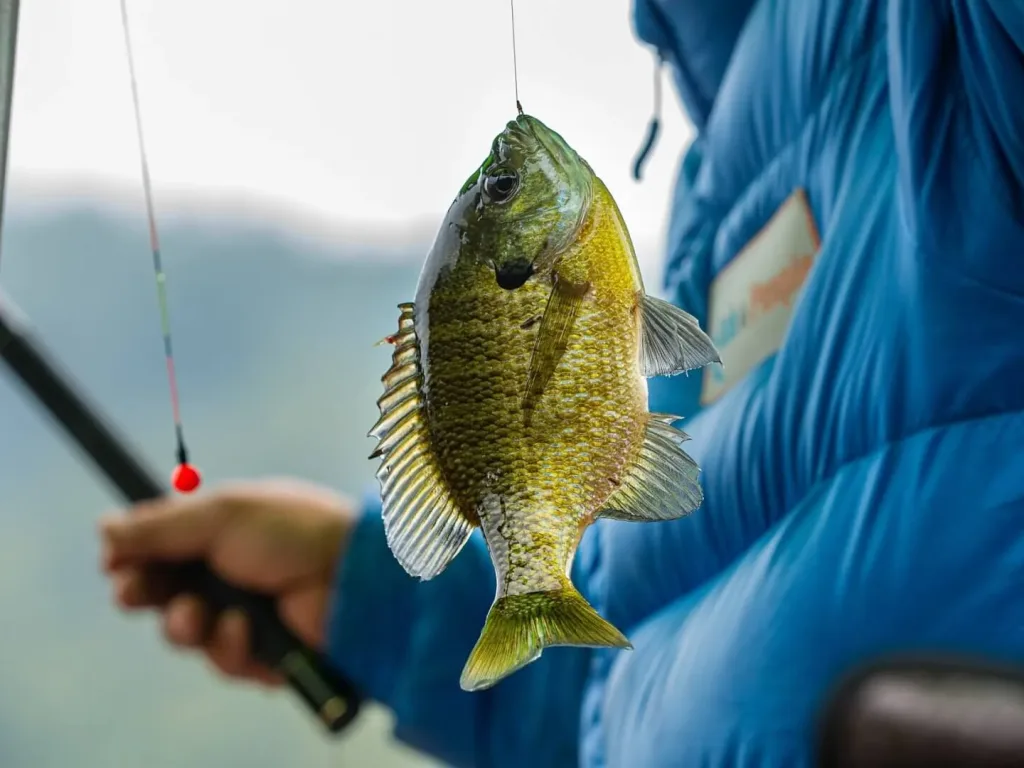 How to Crappie Fishing: Tips and Techniques (2024 Updated)