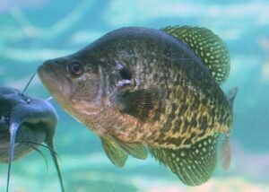 Crappie Fishing Safety