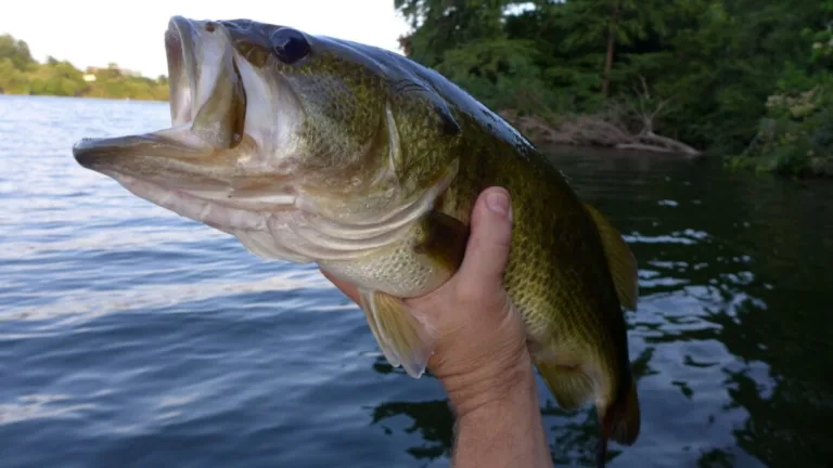 14 Best Maine Bass Fishing Lakes and Rivers in 2024