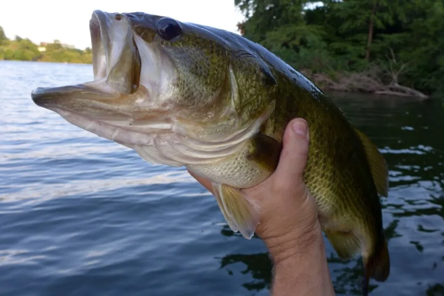 maine bass fishing lakes and rivers